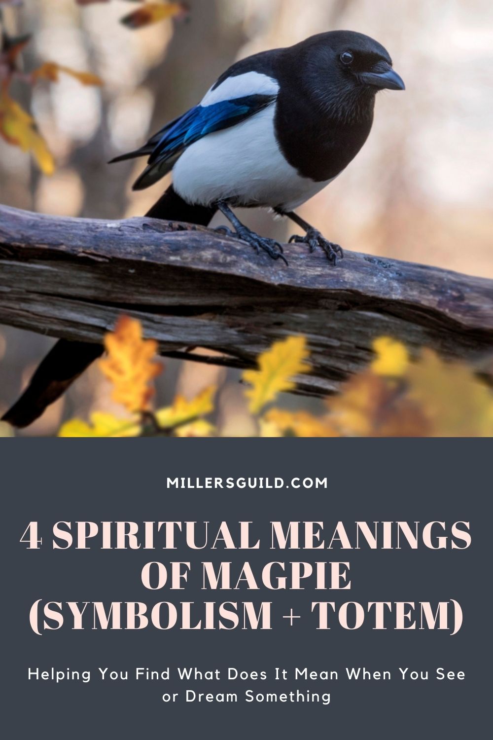 4 Spiritual Meanings of Magpie (Symbolism + Totem) 1