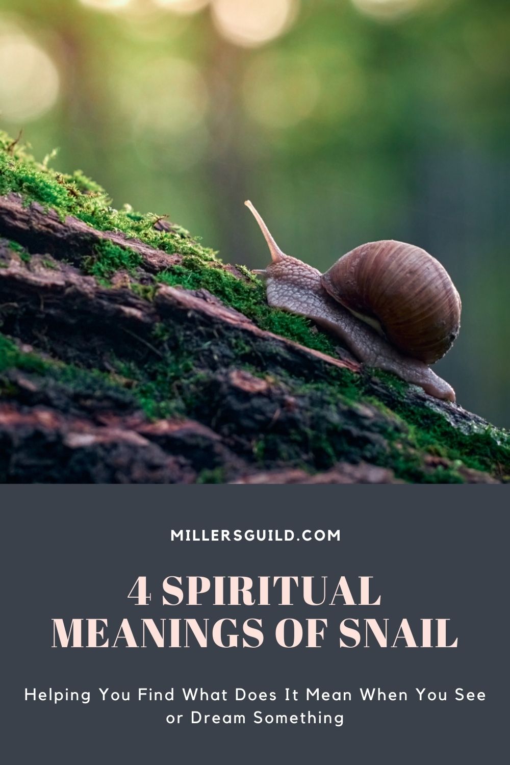 4 Spiritual Meanings of Snail 1
