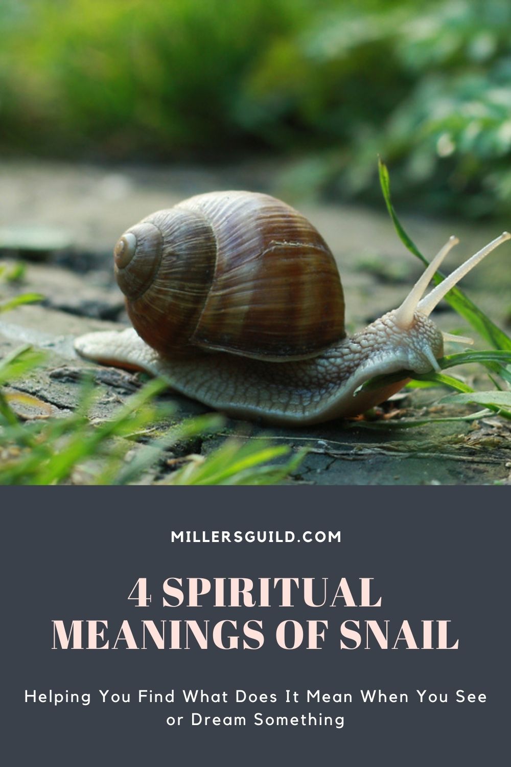 4 Spiritual Meanings of Snail 2