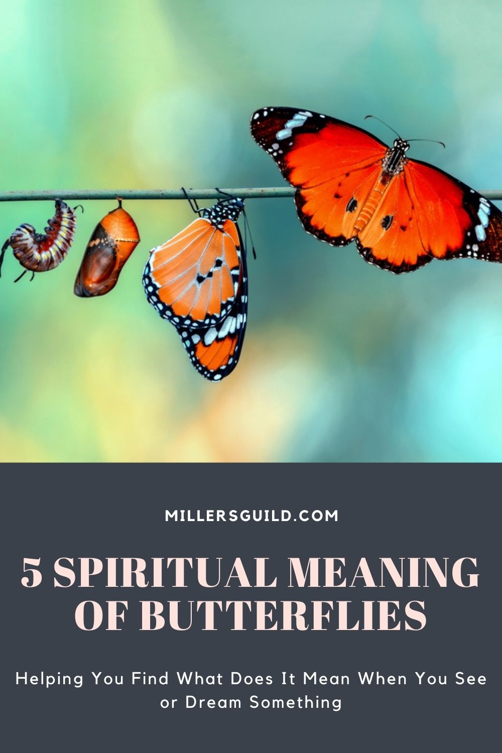 5 Spiritual Meaning of Butterflies 1