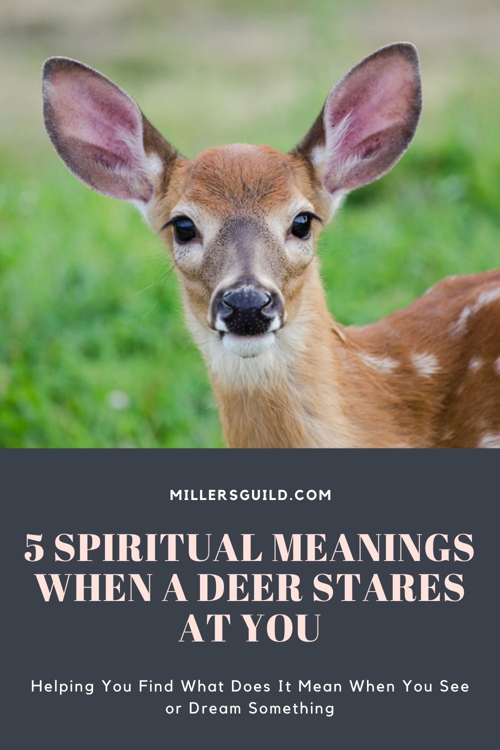 5 Spiritual Meanings When a Deer Stares at You 1