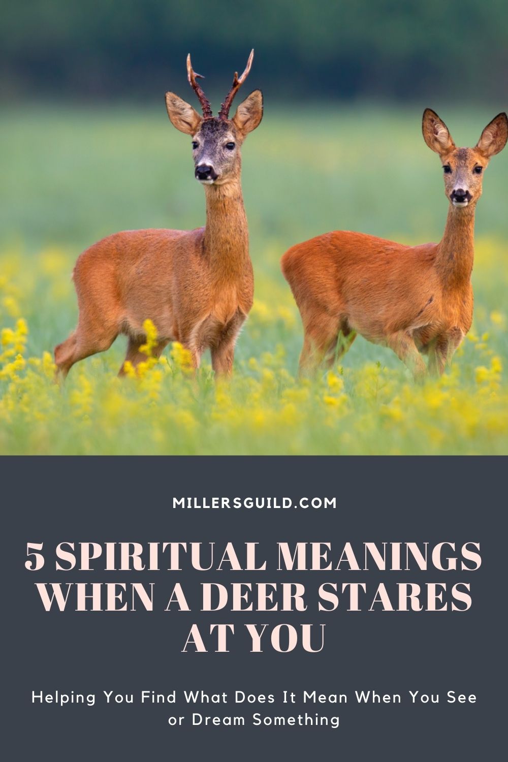 5 Spiritual Meanings When a Deer Stares at You 2