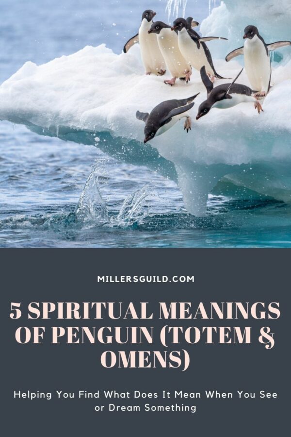 5 Spiritual Meanings of Penguin (Totem & Omens)