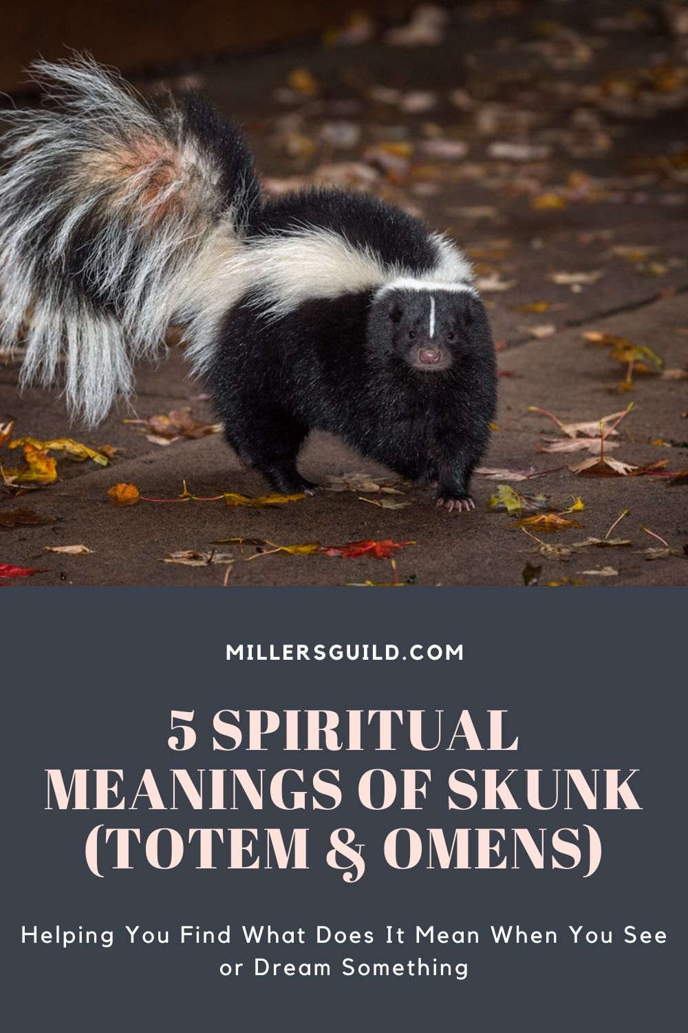 5 Spiritual Meanings of Skunk (Totem & Omens) 2
