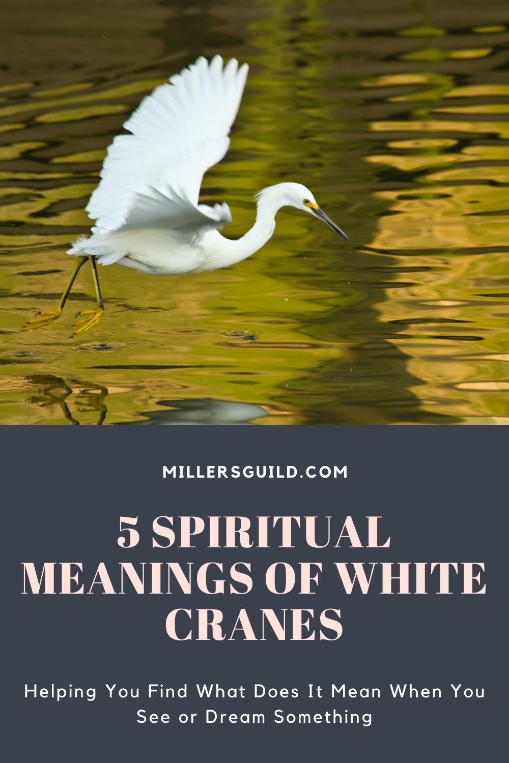 5 Spiritual Meanings of White Cranes 2