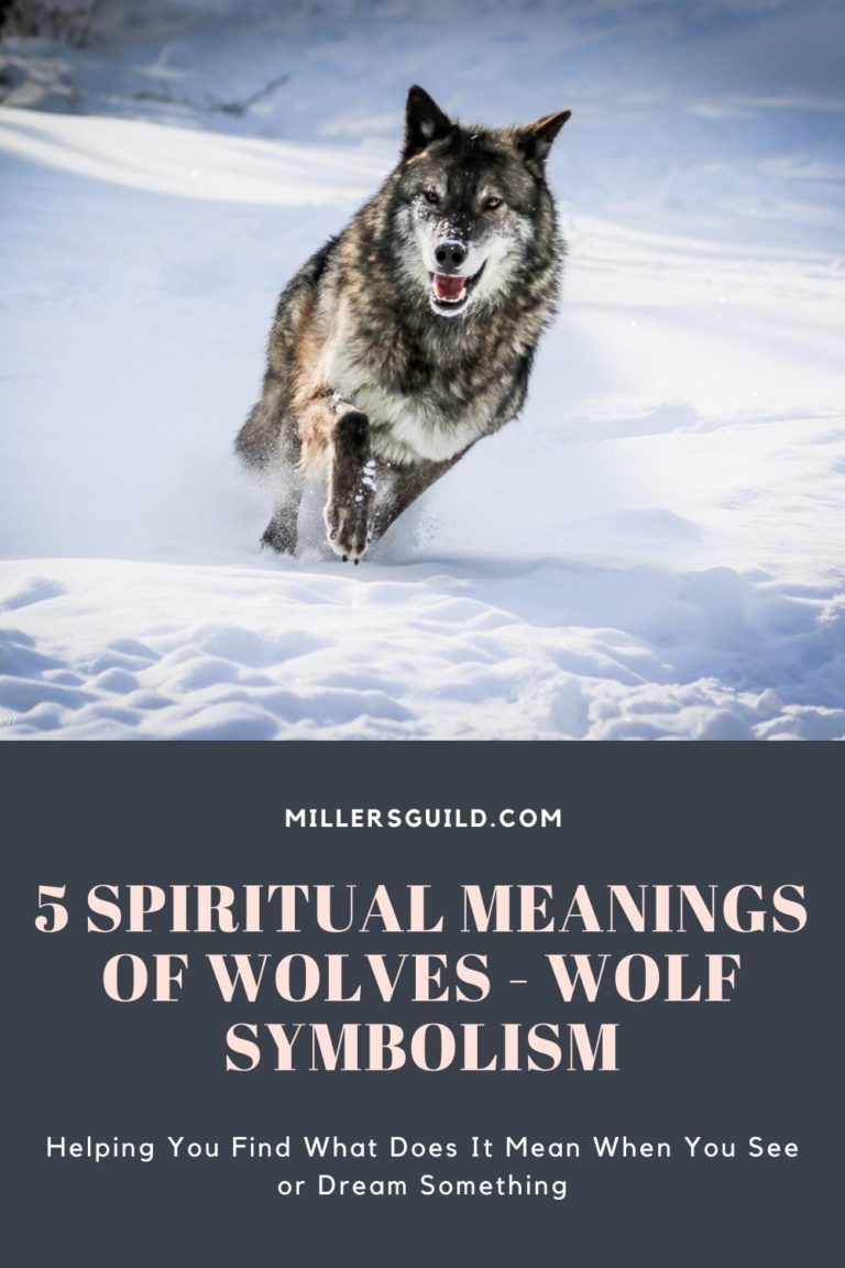 5 Spiritual Meanings of Wolves Wolf Symbolism