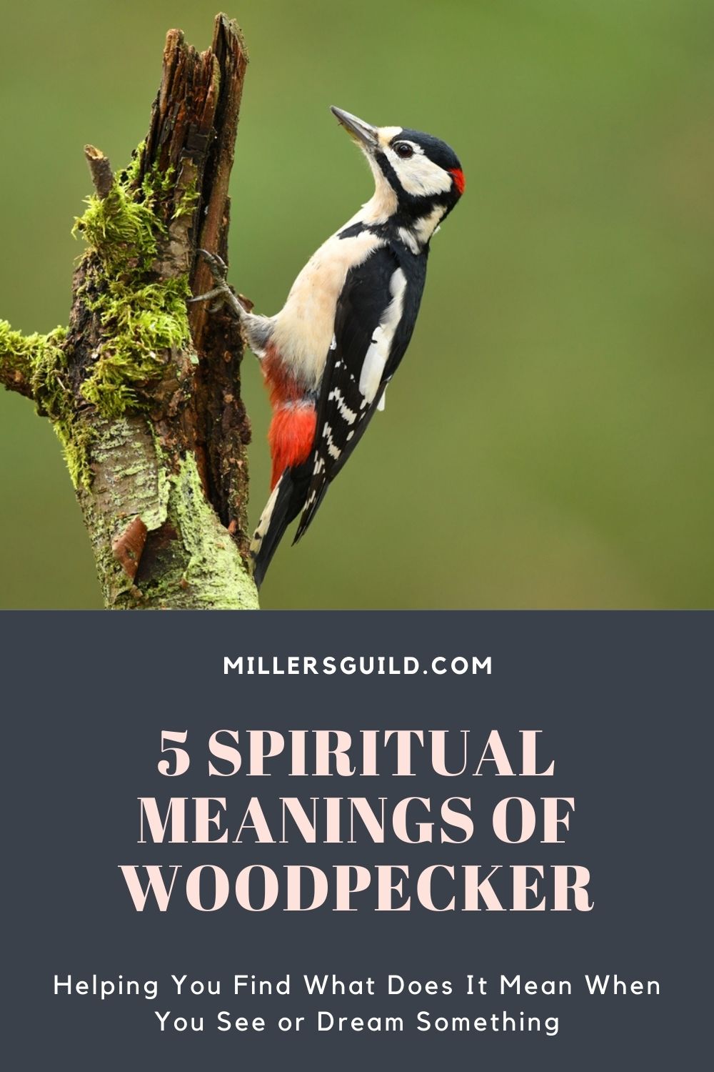 5 Spiritual Meanings of Woodpecker 1