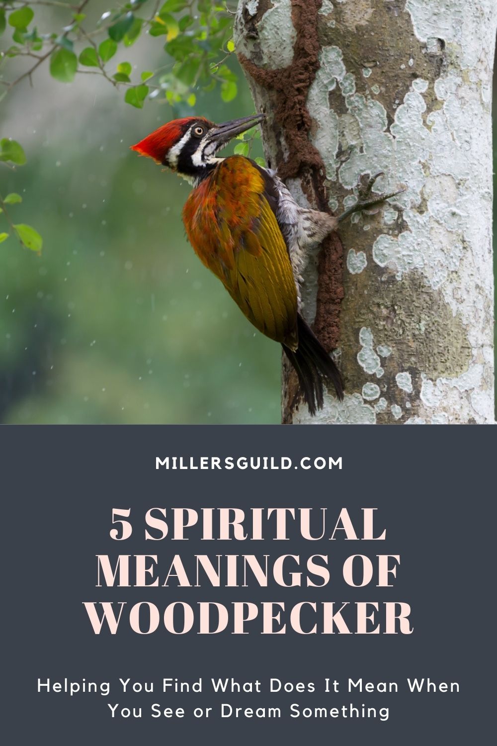5 Spiritual Meanings of Woodpecker 2