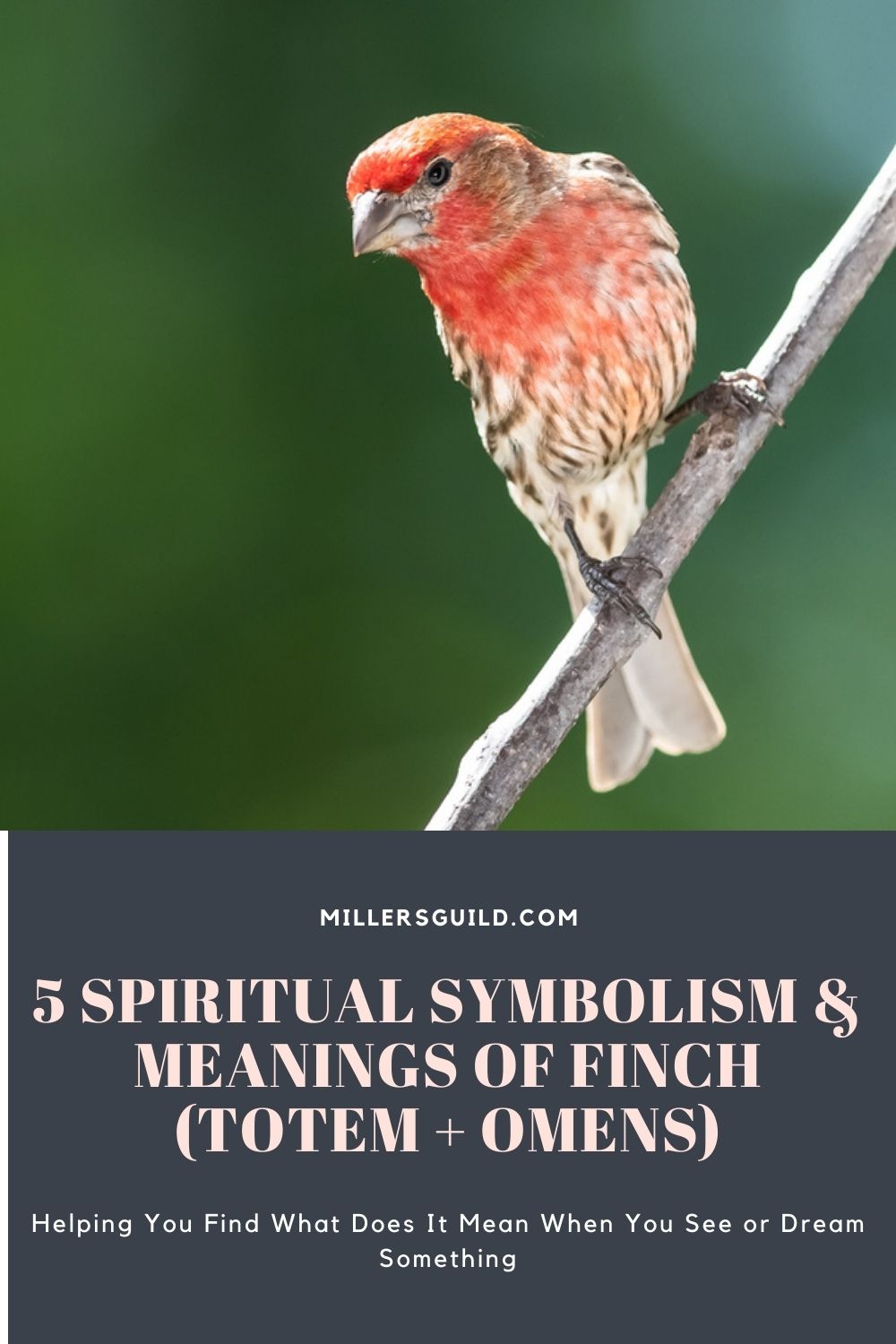 5 Spiritual Symbolism & Meanings of Finch (Totem + Omens) 3