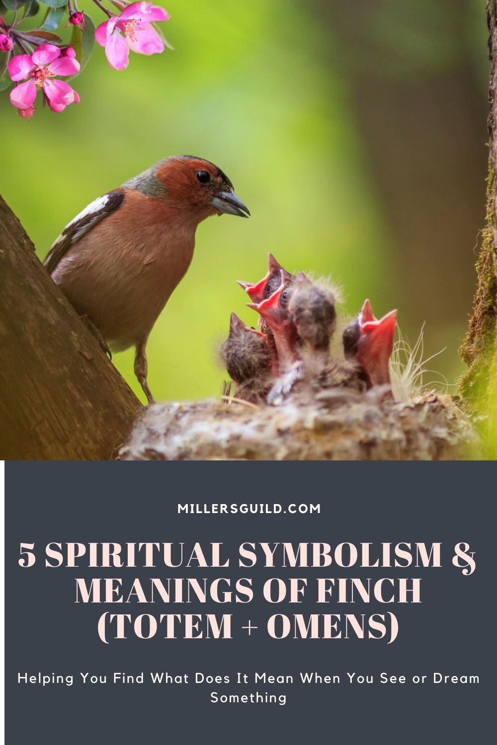 5 Spiritual Symbolism & Meanings of Finch (Totem + Omens) 4