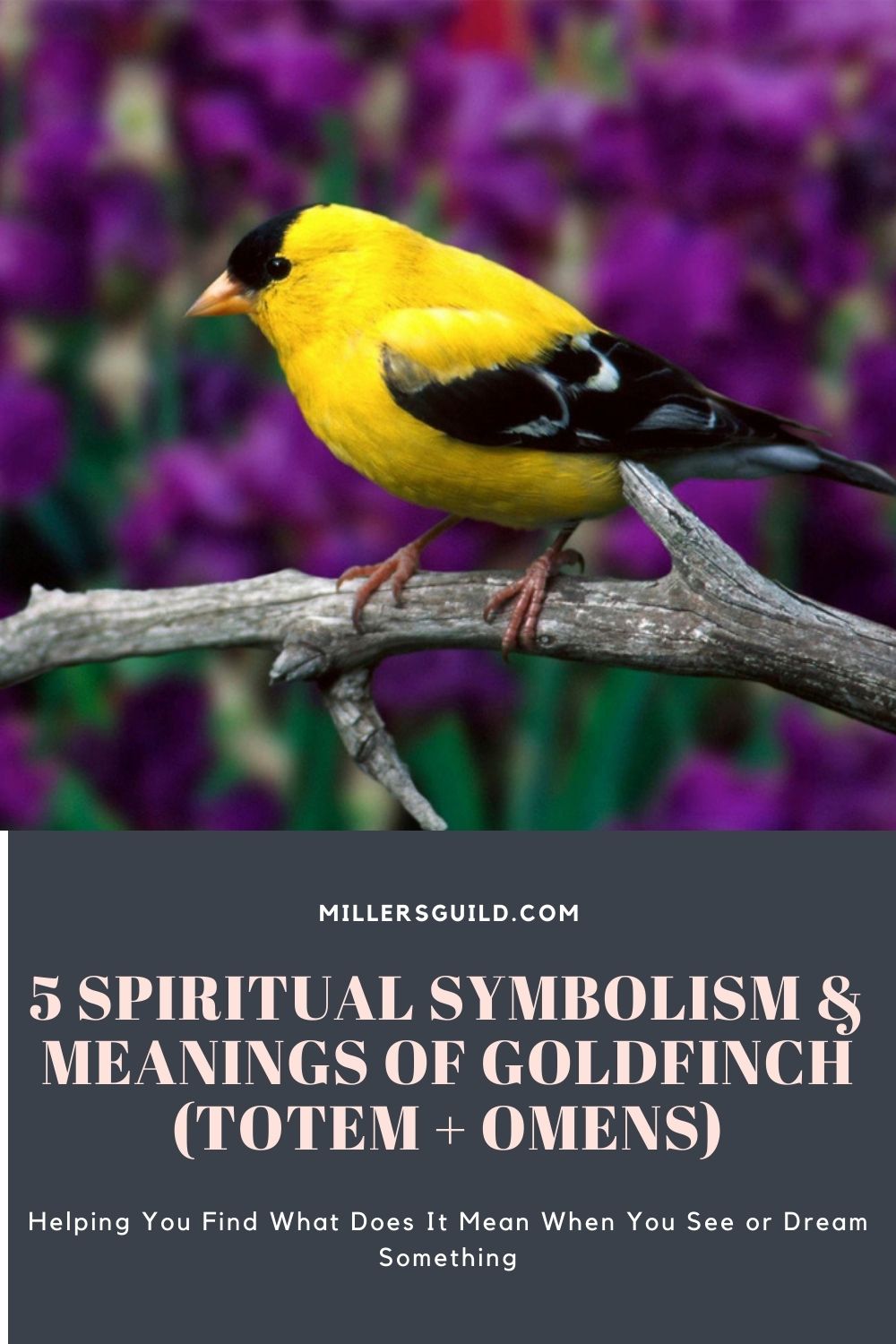 5 Spiritual Symbolism & Meanings of Goldfinch (Totem + Omens) 1