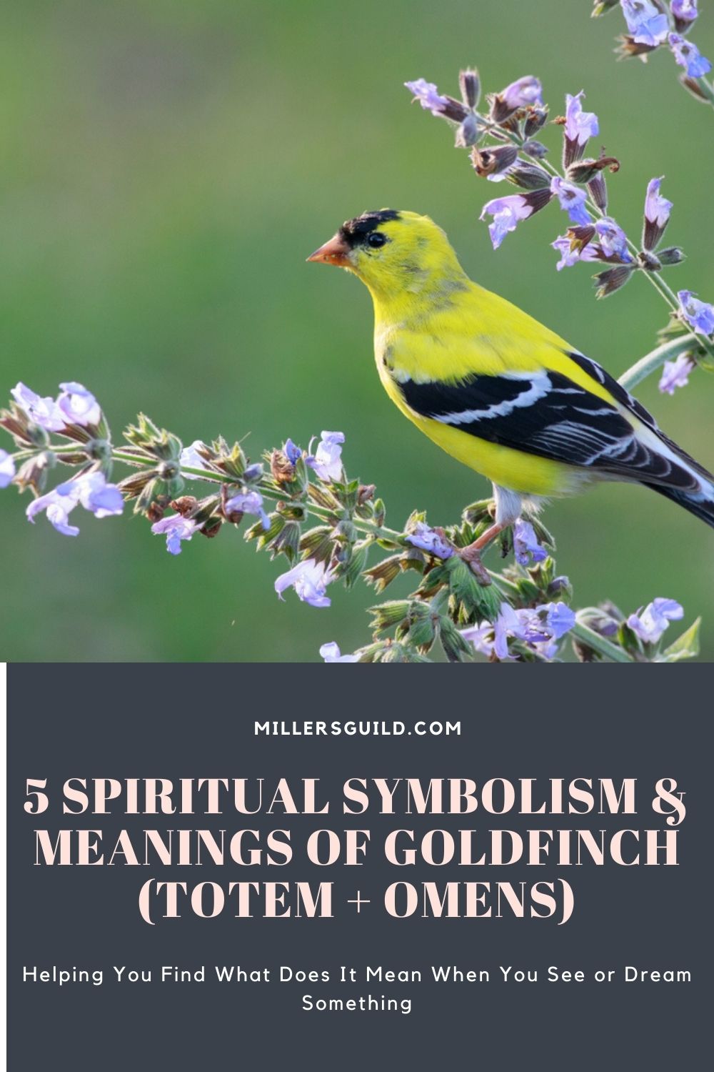 5 Spiritual Symbolism & Meanings of Goldfinch (Totem + Omens) 2