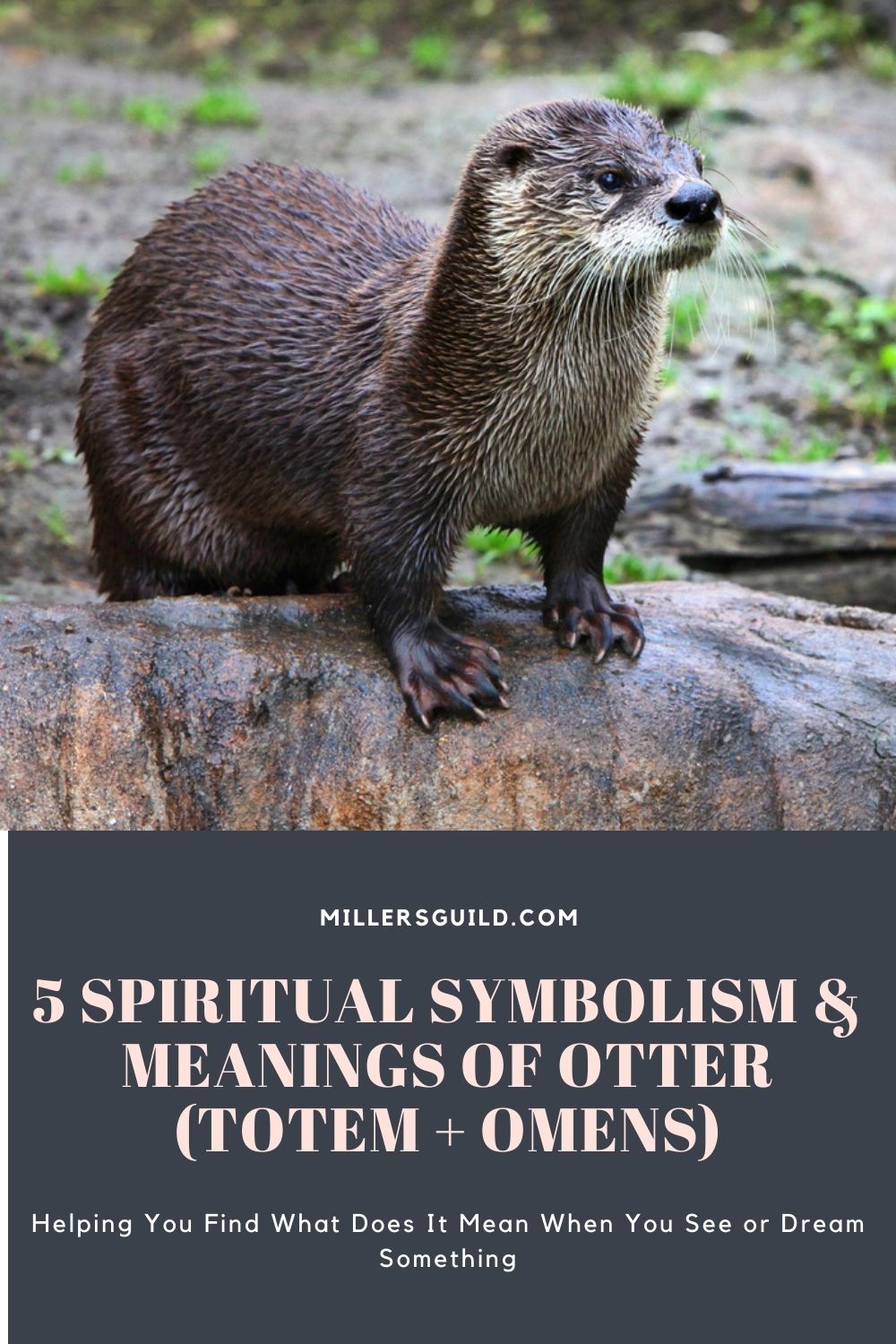 5 Spiritual Symbolism & Meanings of Otter (Totem + Omens) 1