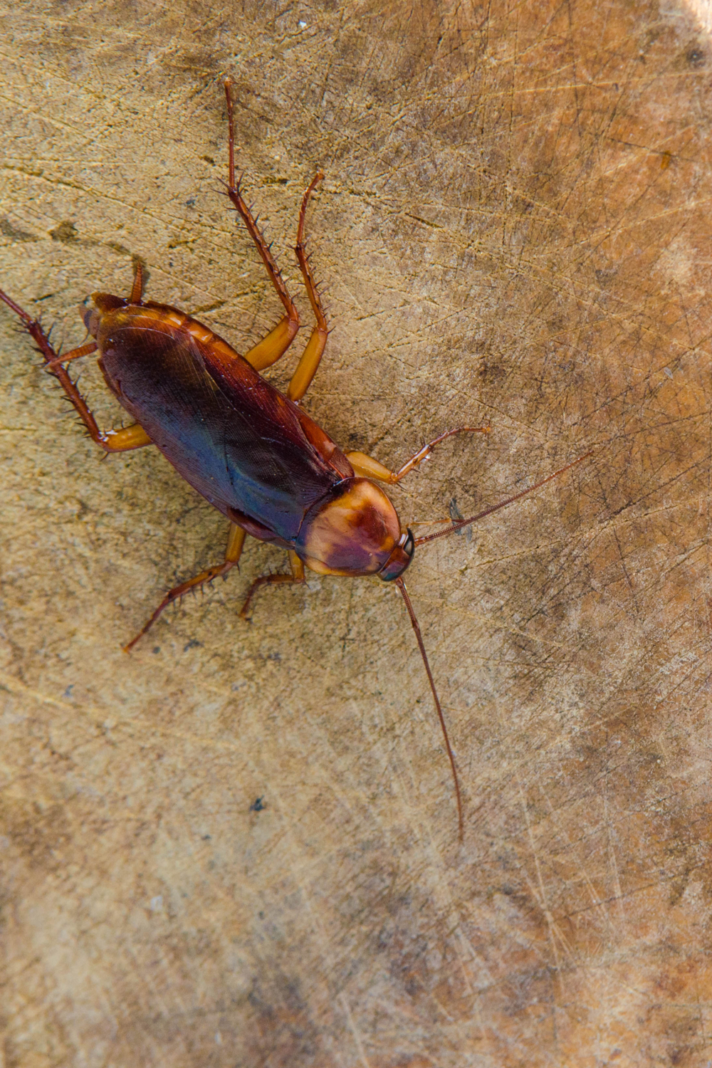6 Common Cockroach Dreams and Their Interpretations