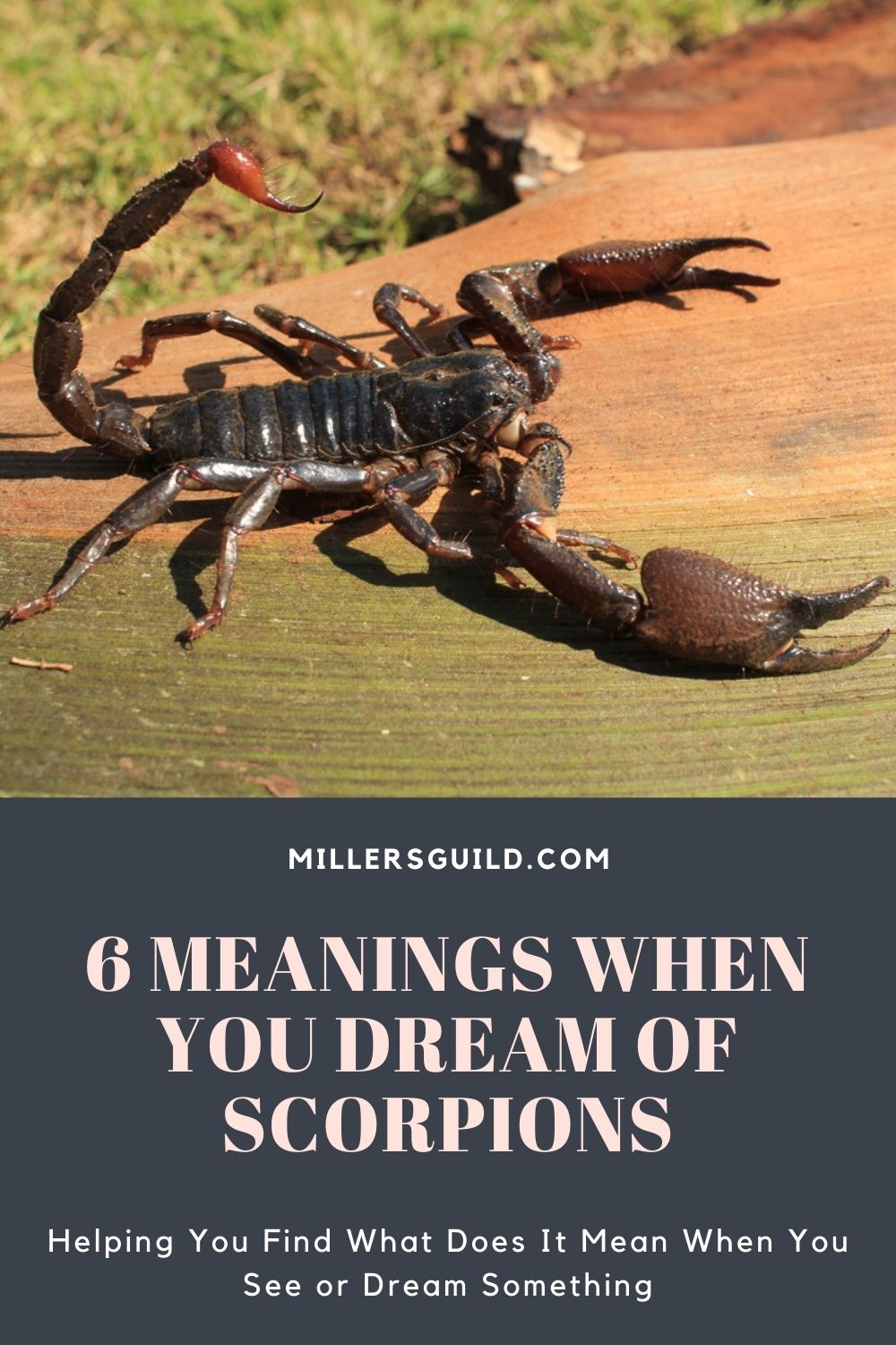 6 Meanings When You Dream of Scorpions 1
