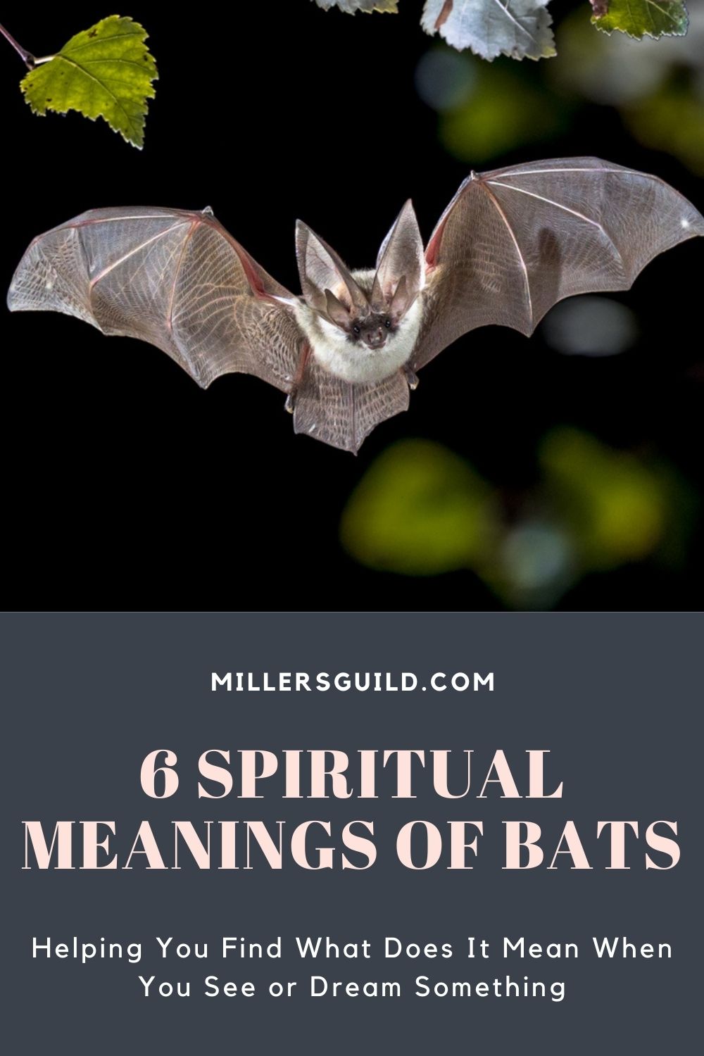 6 Spiritual Meanings of Bats 1