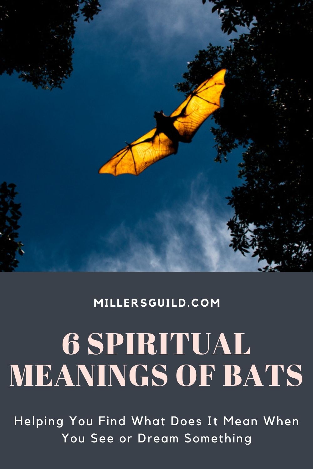 6 Spiritual Meanings of Bats 2