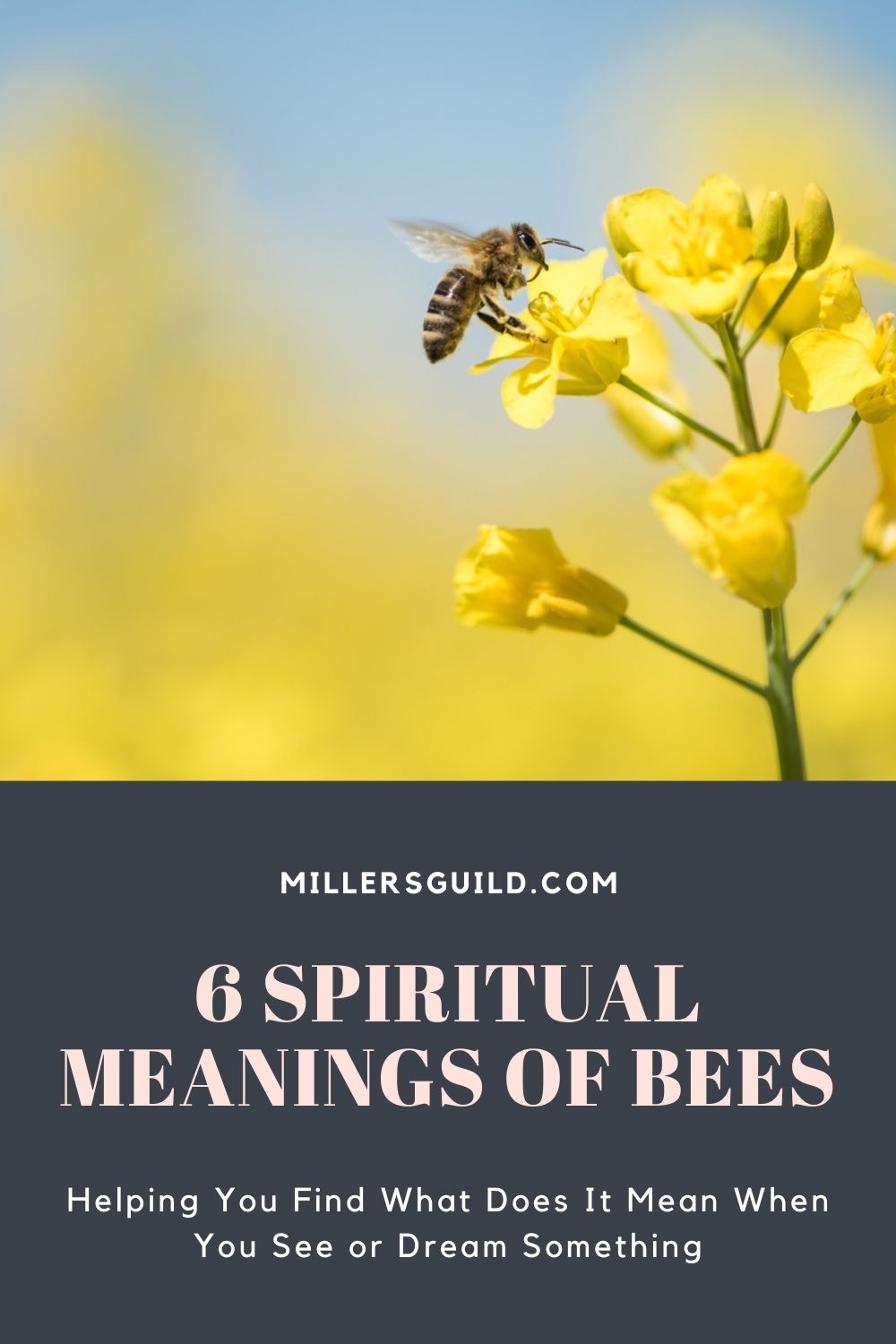 6 Spiritual Meanings of Bees 2