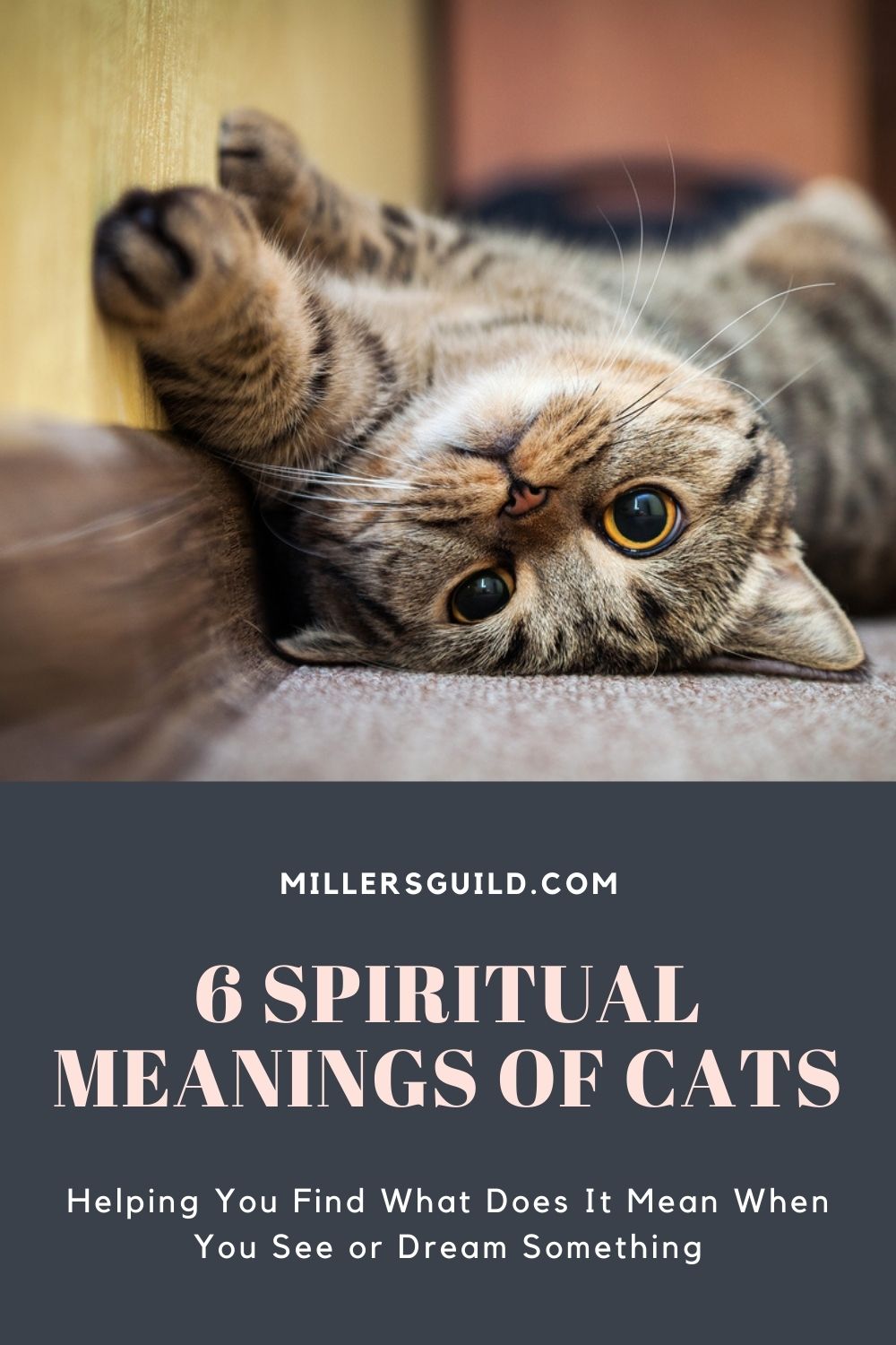 6 Spiritual Meanings of Cats 1