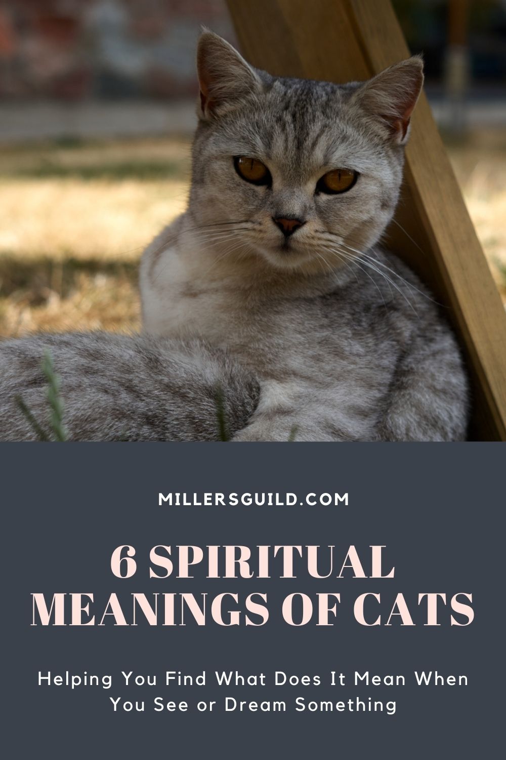 6 Spiritual Meanings of Cats 2
