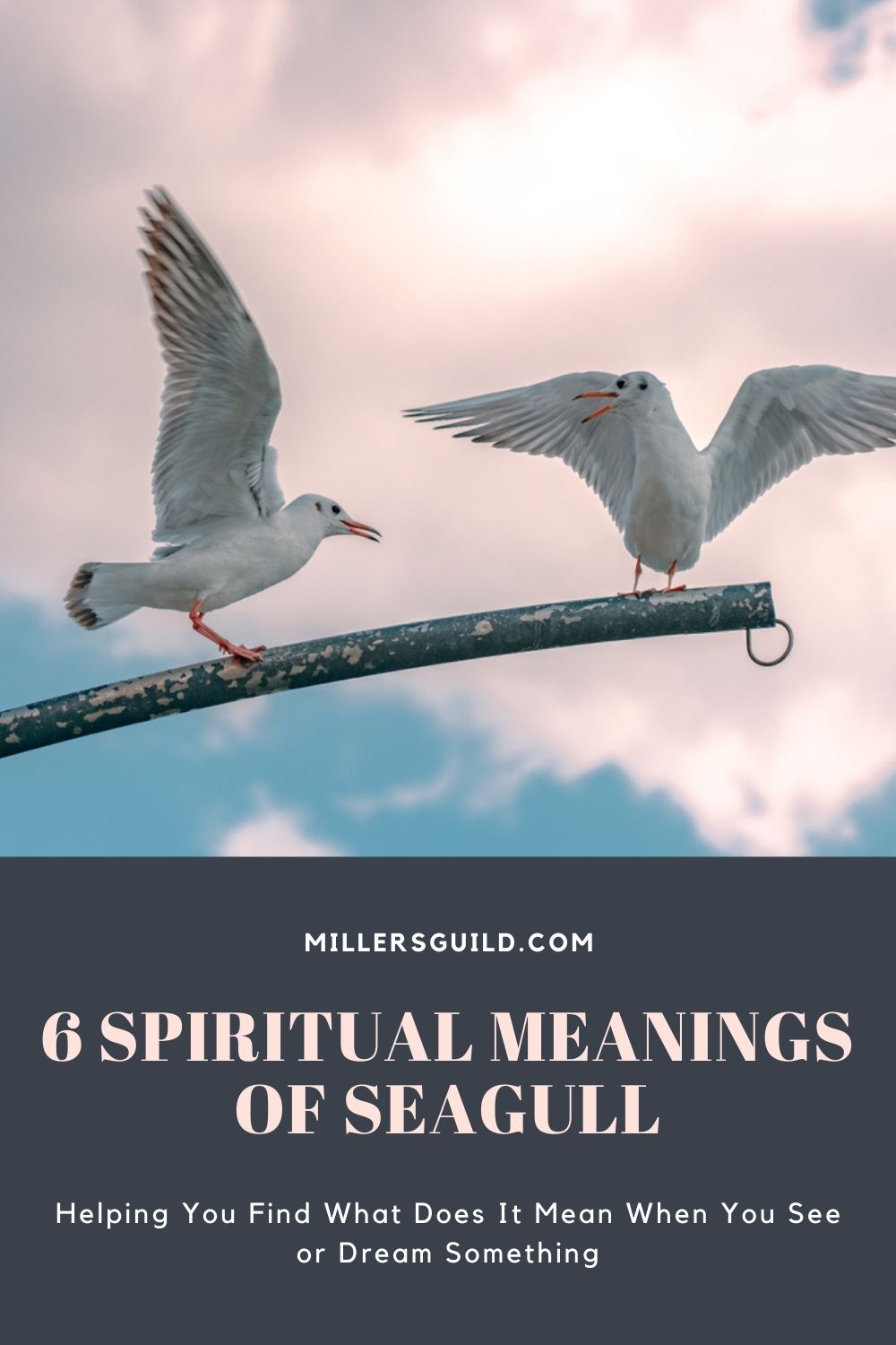6 Spiritual Meanings of Seagull 1