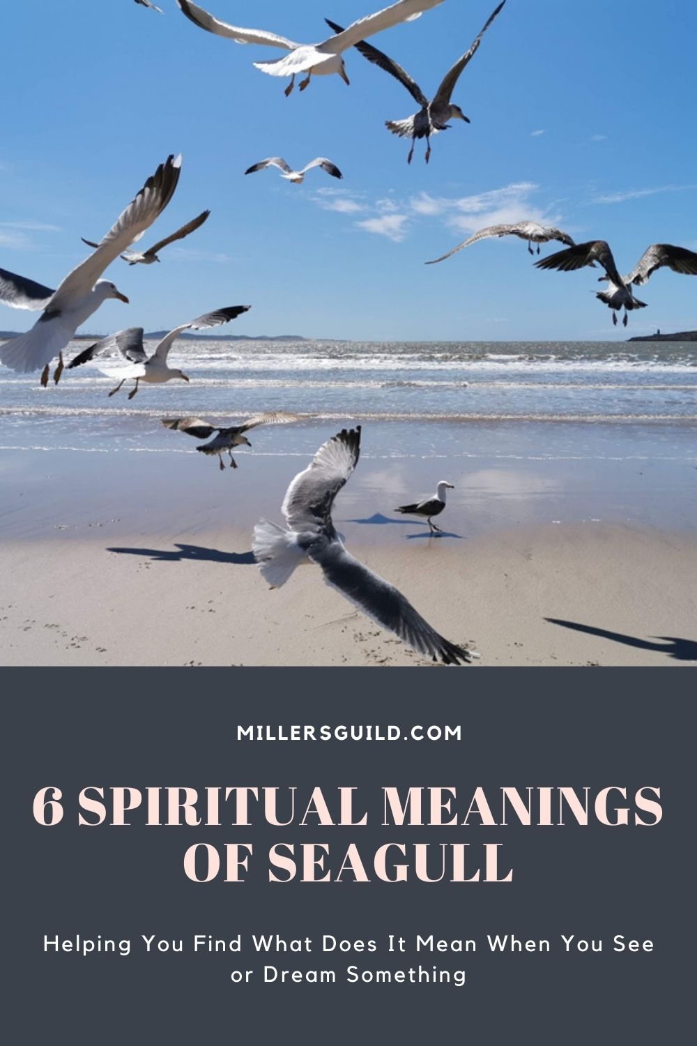 6 Spiritual Meanings of Seagull