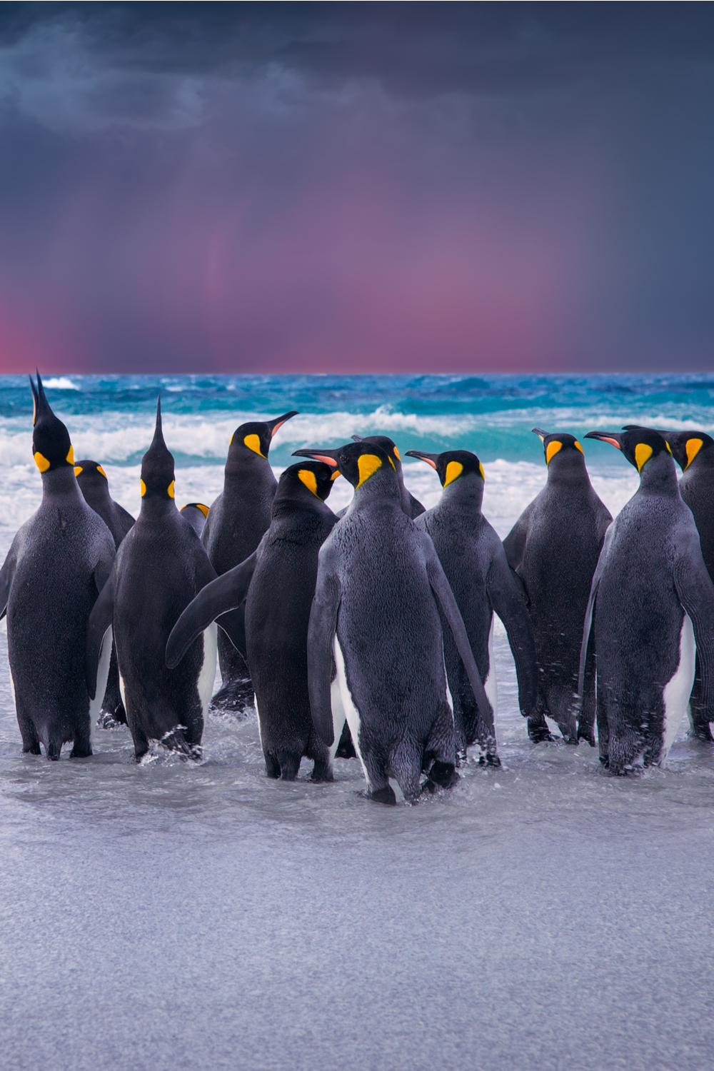 7 Dreams Relating To Penguins and Their Meanings