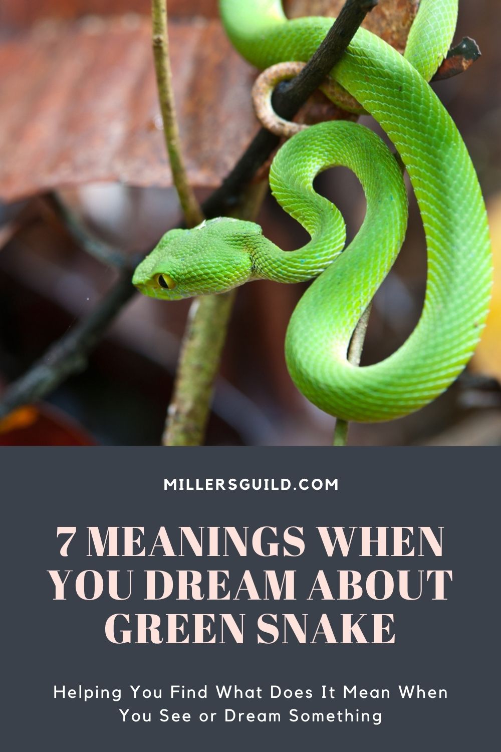 7 Meanings When You Dream About Green Snake 1