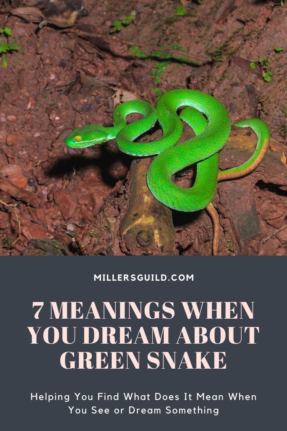 7 Meanings When You Dream About Green Snake 2