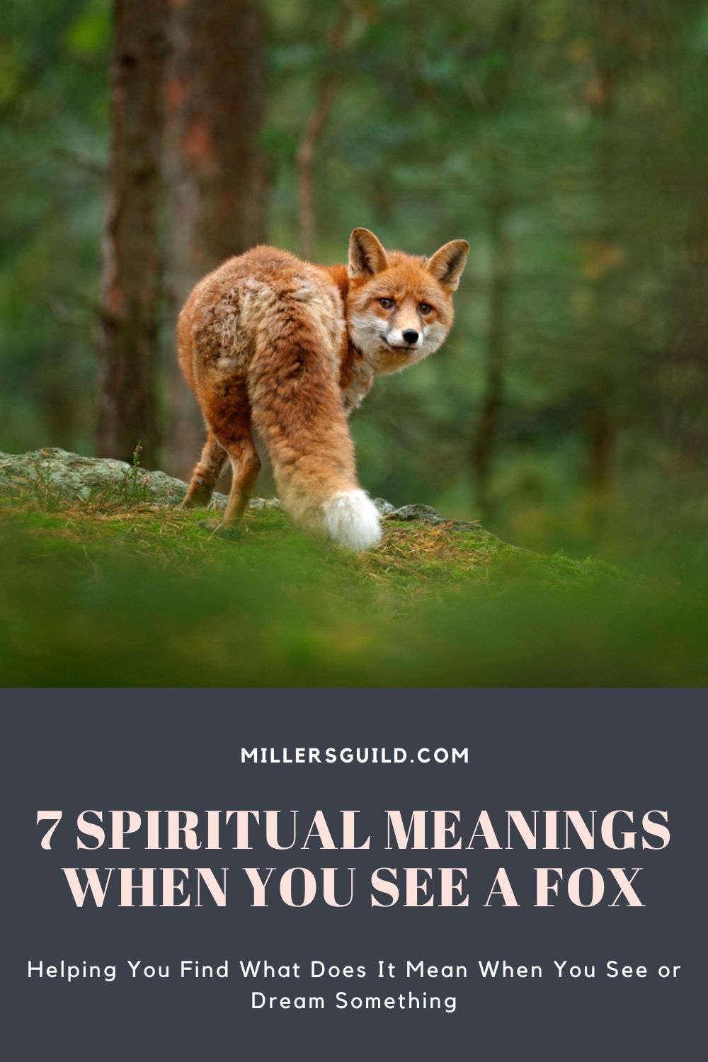 7 Spiritual Meanings When You See a Fox 1