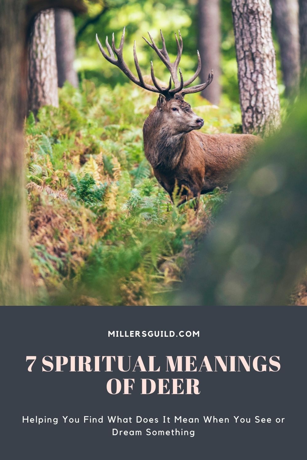 7 Spiritual Meanings of Deer 1