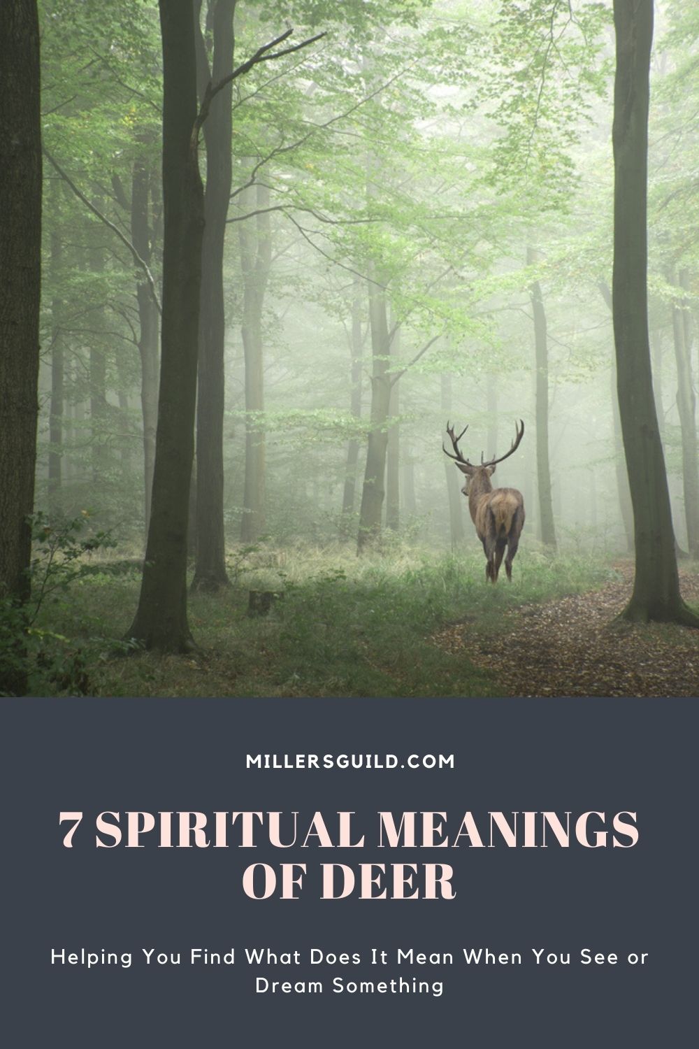 7 Spiritual Meanings of Deer 2