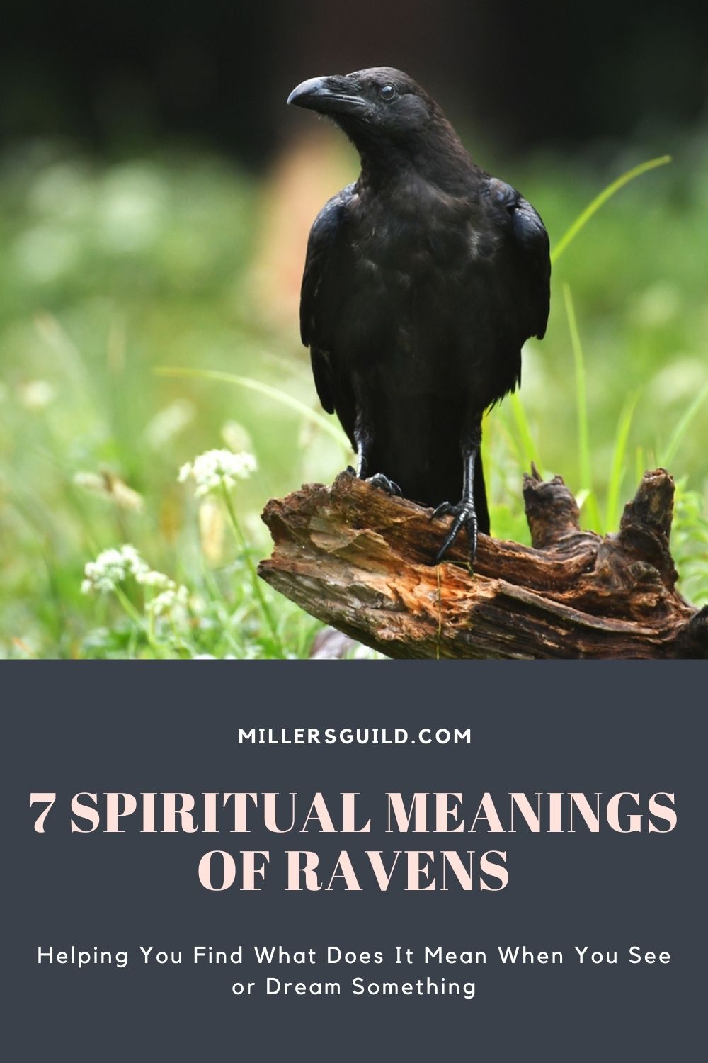 7 Spiritual Meanings of Ravens 2