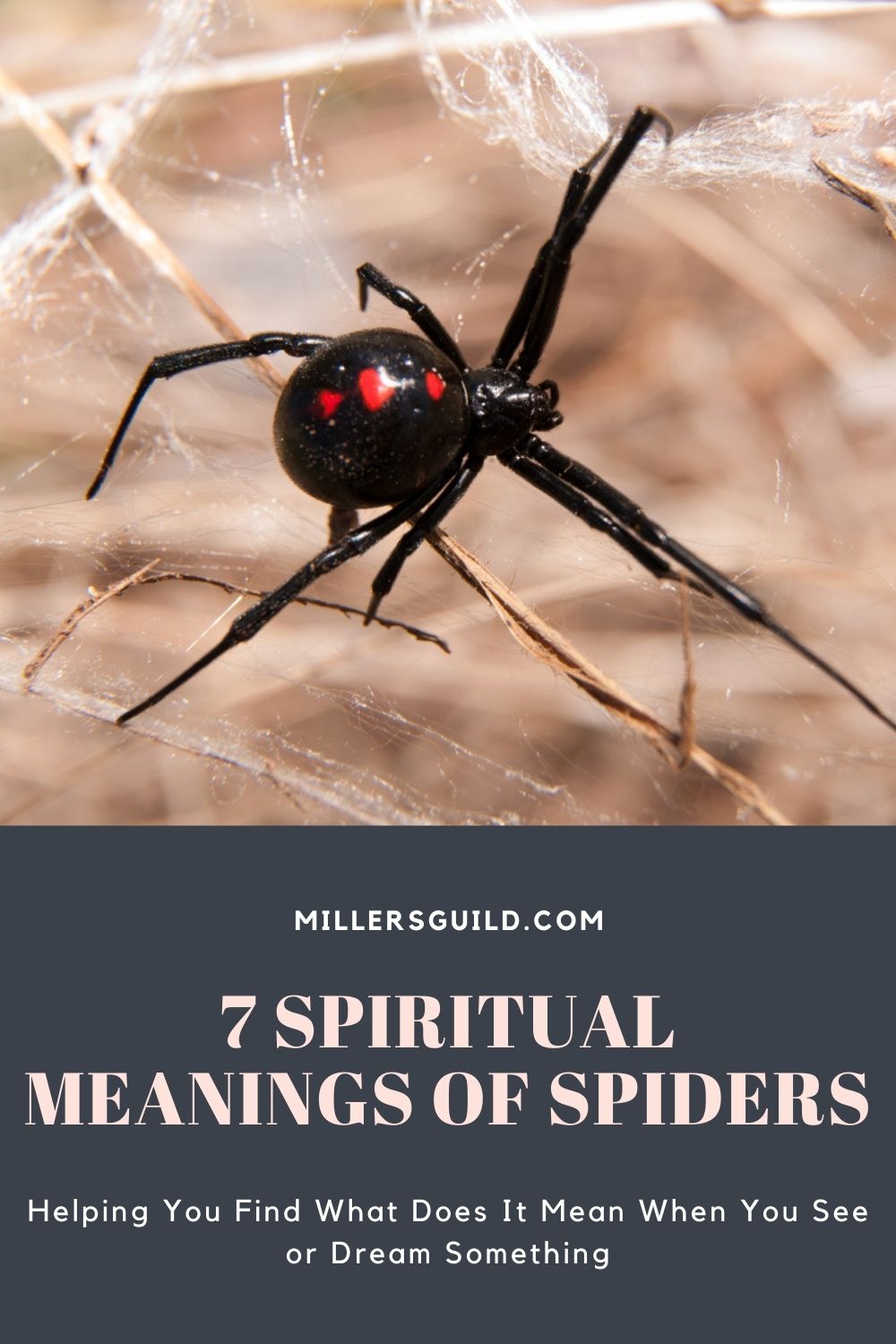 7 Spiritual Meanings of Spiders 1