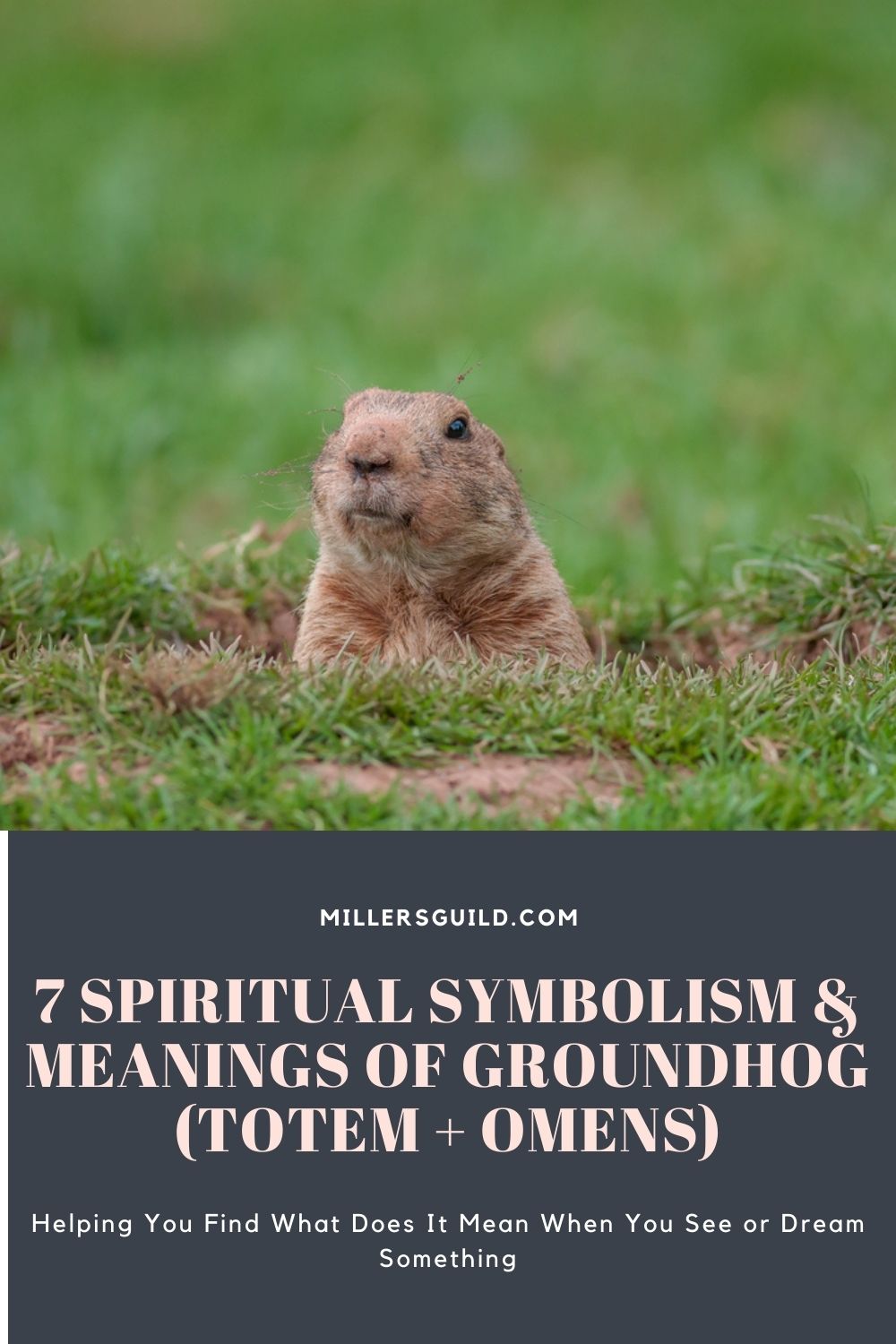 7 Spiritual Symbolism & Meanings of Groundhog (Totem + Omens)