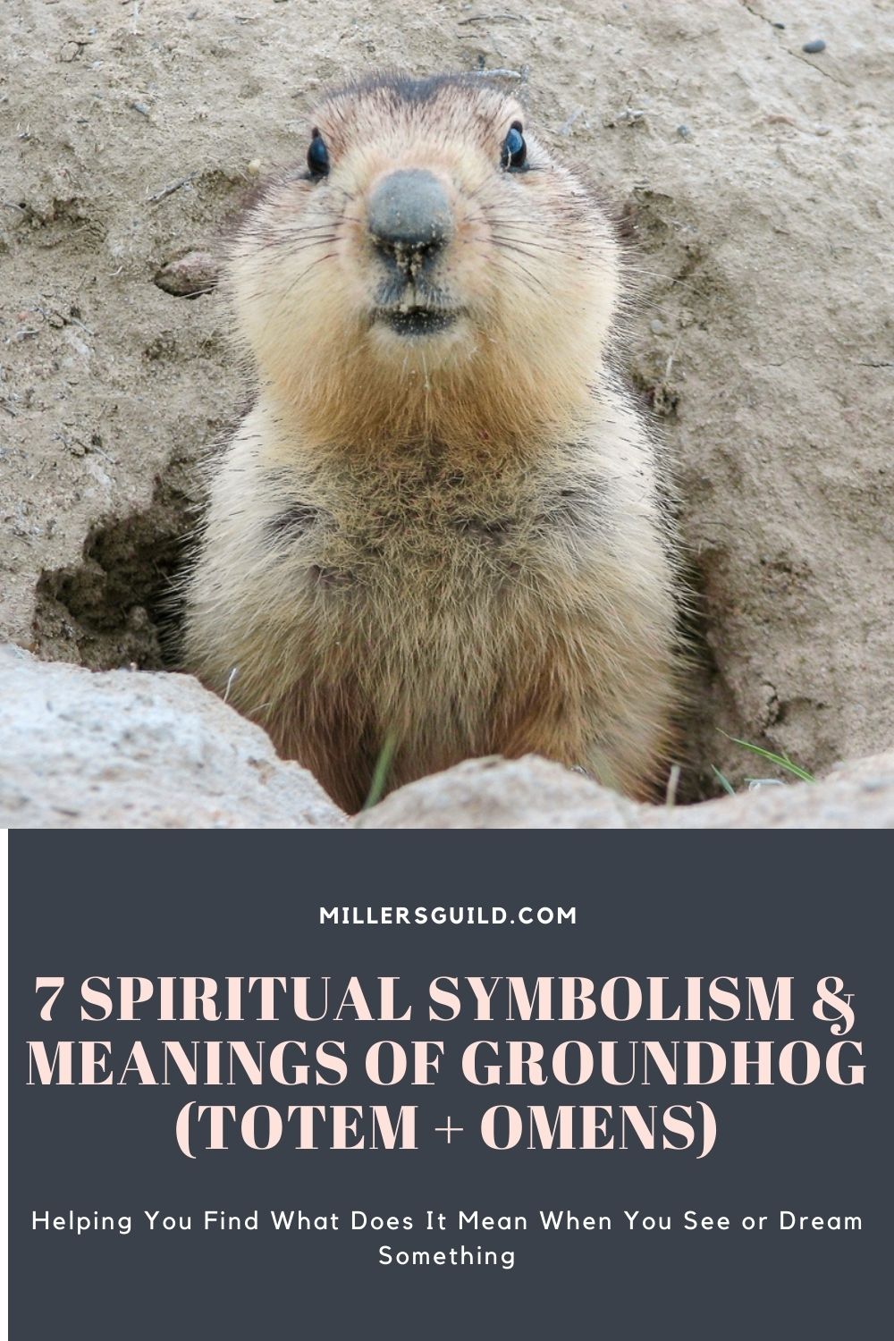 7 Spiritual Symbolism & Meanings of Groundhog (Totem + Omens) 2