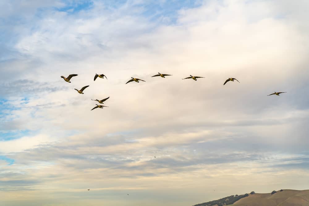 8 Common Dream Scenarios Relating to Geese and Their Interpretations