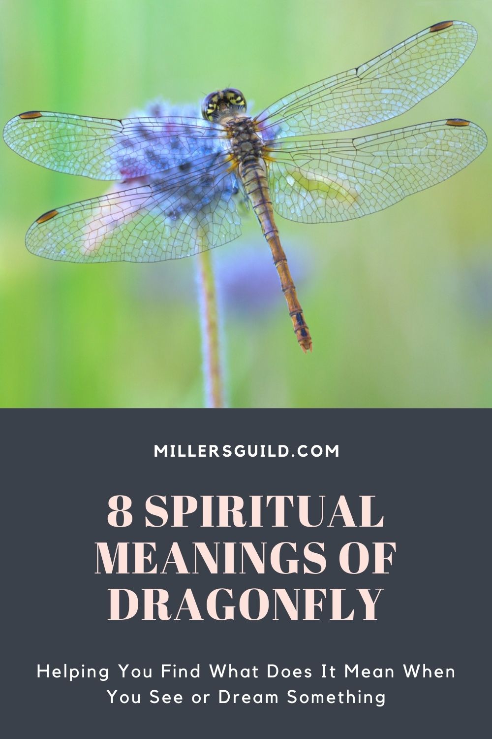 8 Spiritual Meanings of Dragonfly 2