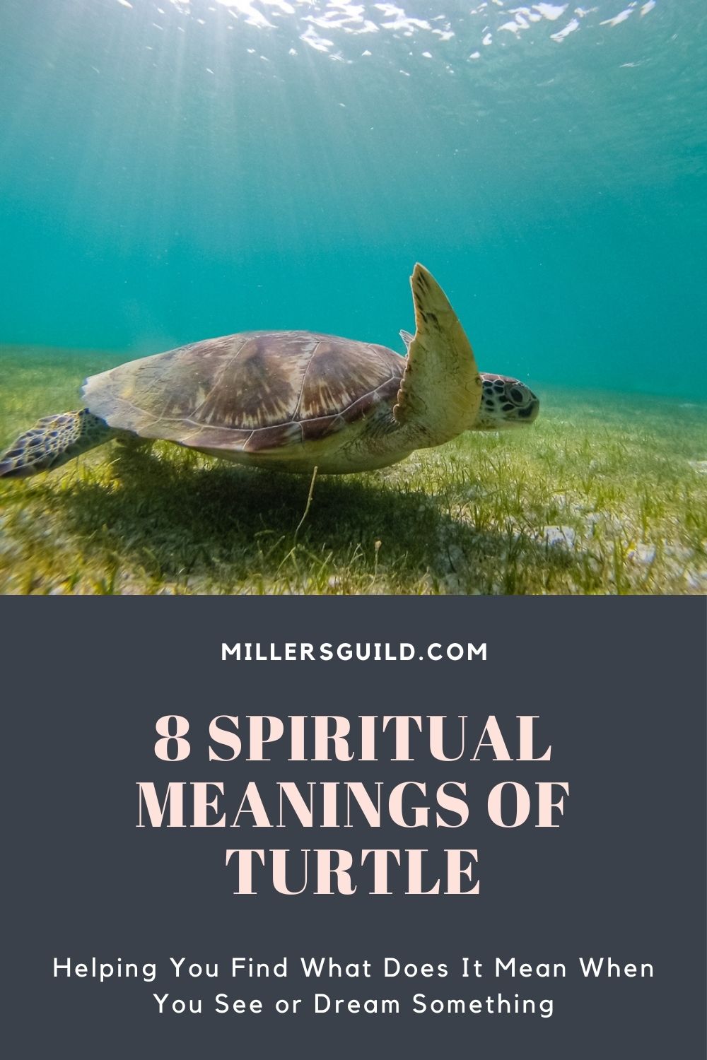 8 Spiritual Meanings of Turtle 1