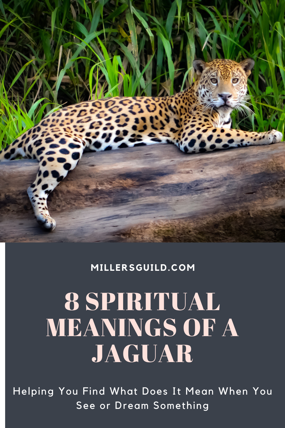 8 Spiritual Meanings of a Jaguar 1