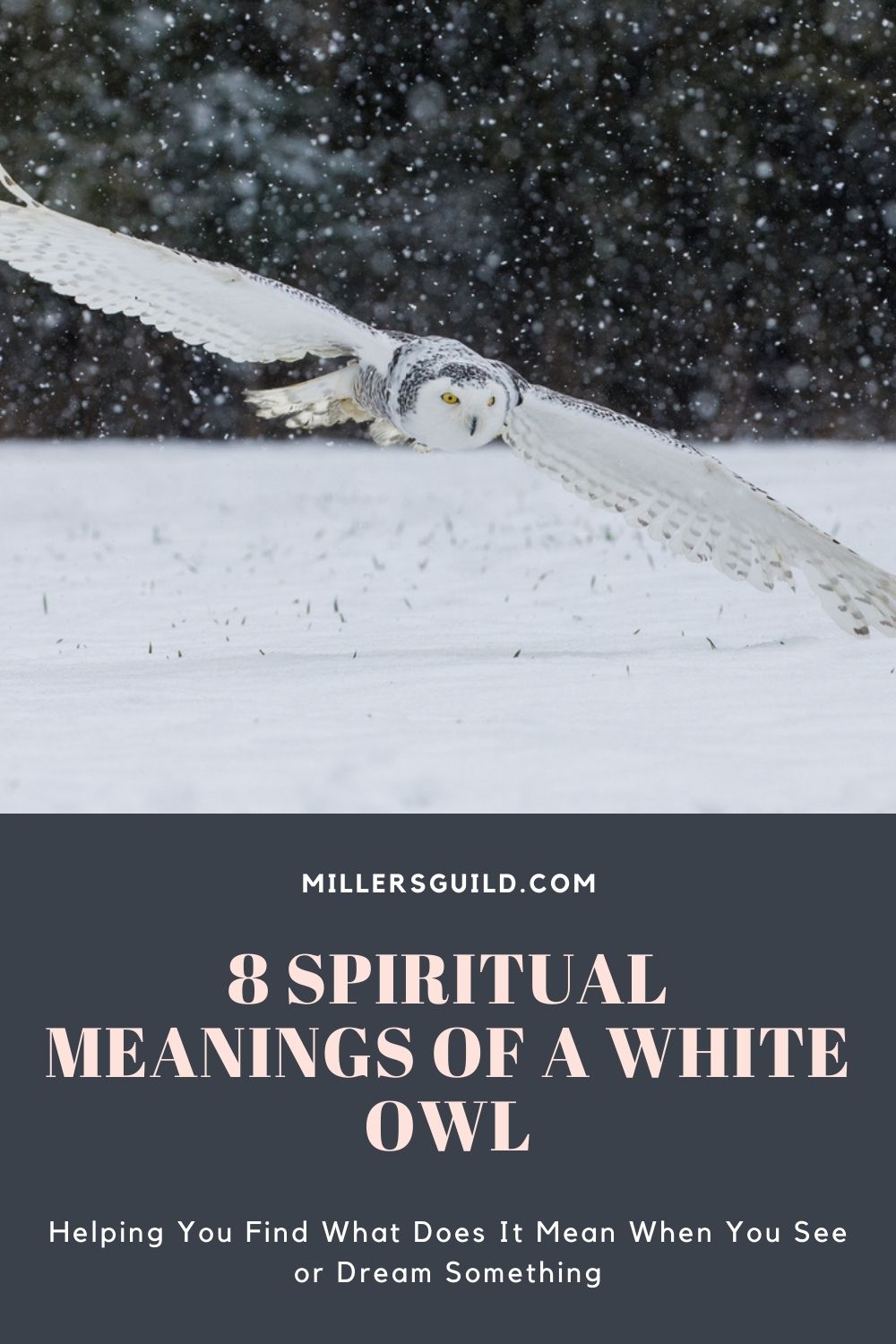 8 Spiritual Meanings of a White Owl 1
