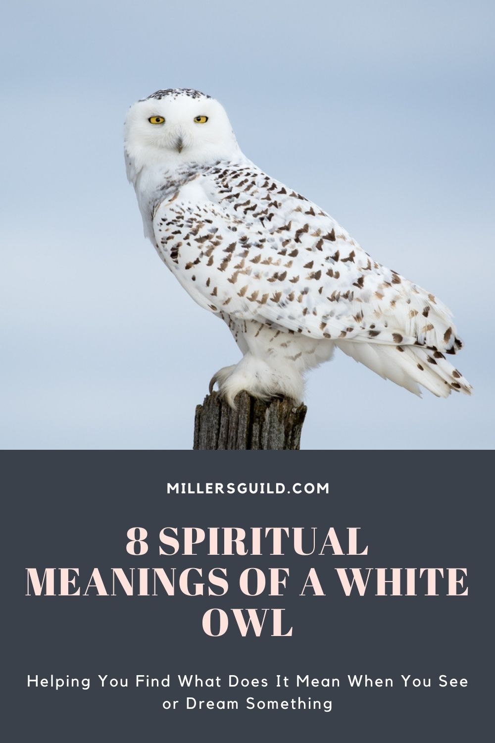 8 Spiritual Meanings of a White Owl 2