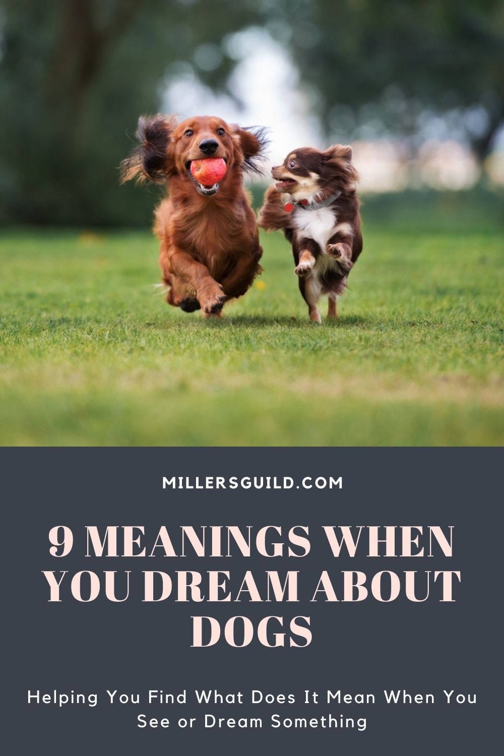9 Meanings When You Dream About Dogs 1