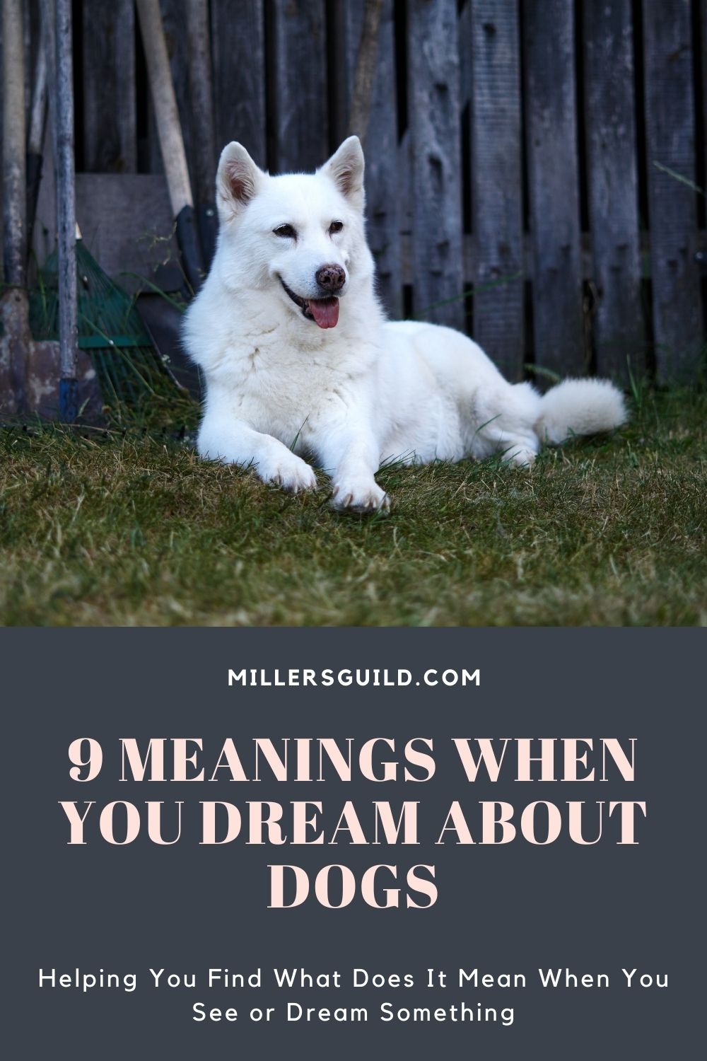 9 Meanings When You Dream About Dogs 2