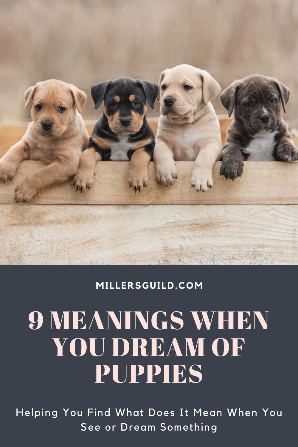 9 Meanings When You Dream of Puppies 1