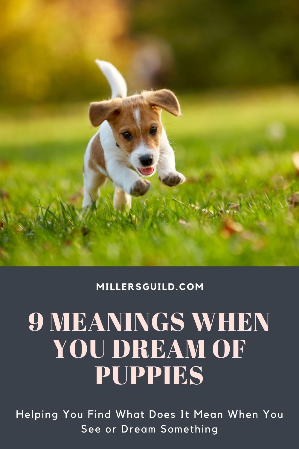 9 Meanings When You Dream of Puppies 2