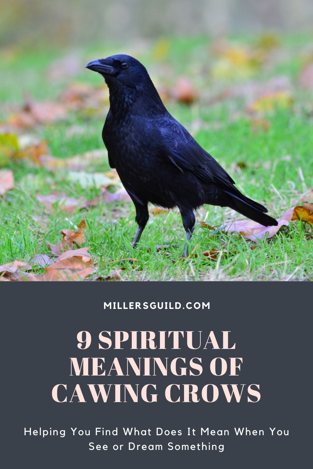 9 Spiritual Meanings Of Cawing Crows 2