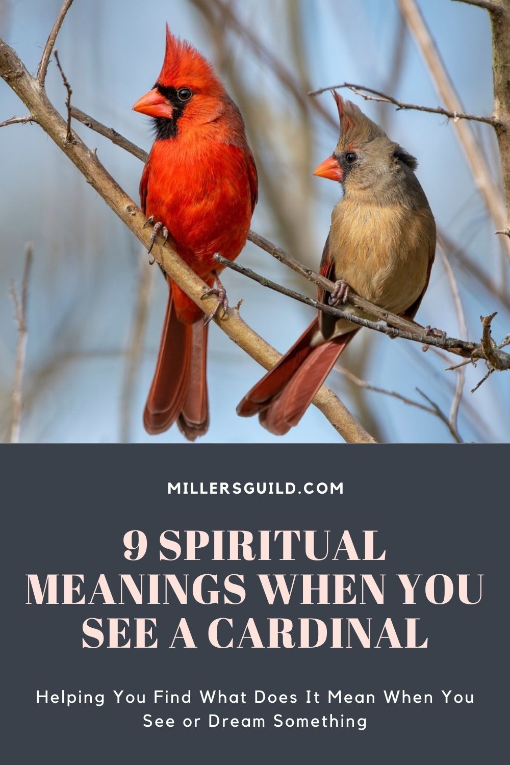 9 Spiritual Meanings When You See a Cardinal 2