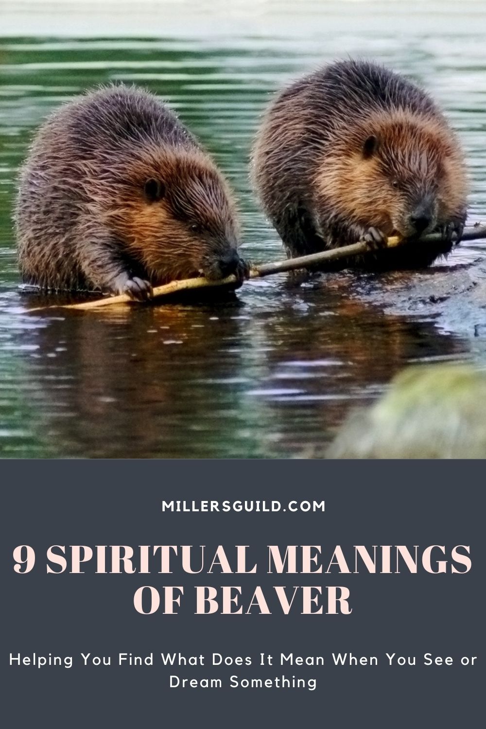 9 Spiritual Meanings of Beaver 1