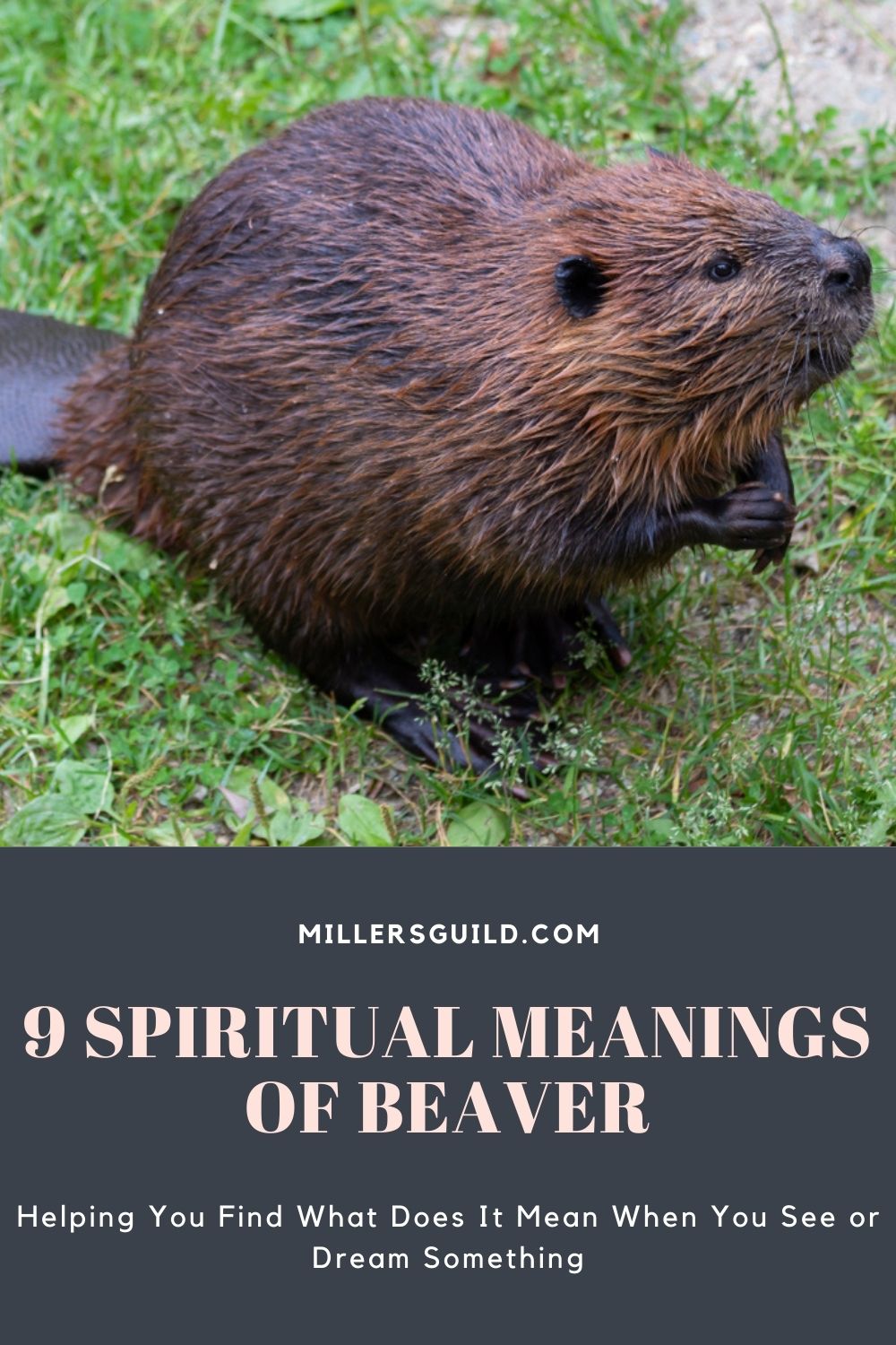 9 Spiritual Meanings of Beaver 2